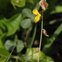 Rhynchosia minima (L.) DC.